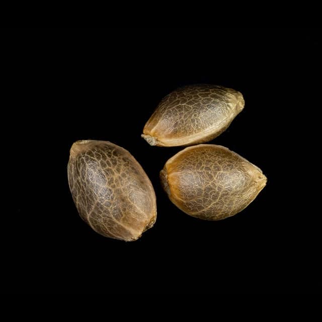 Zoap Rosé – 3+1 Seed