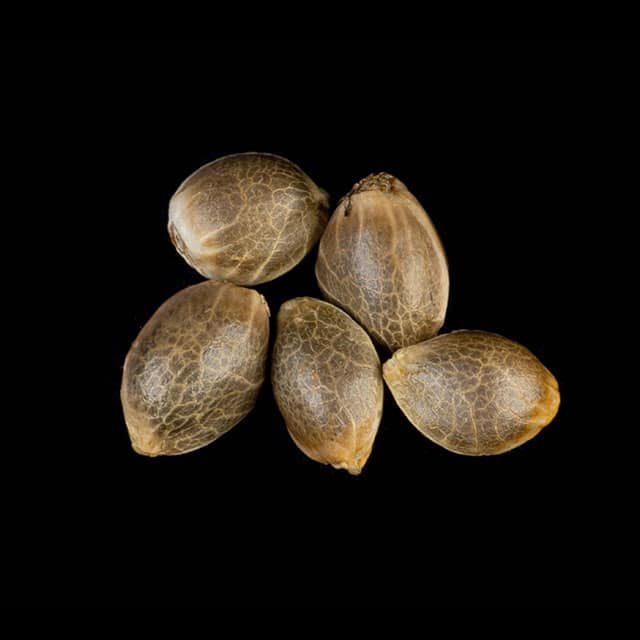 Zoap Rosé – 5+2 Seed