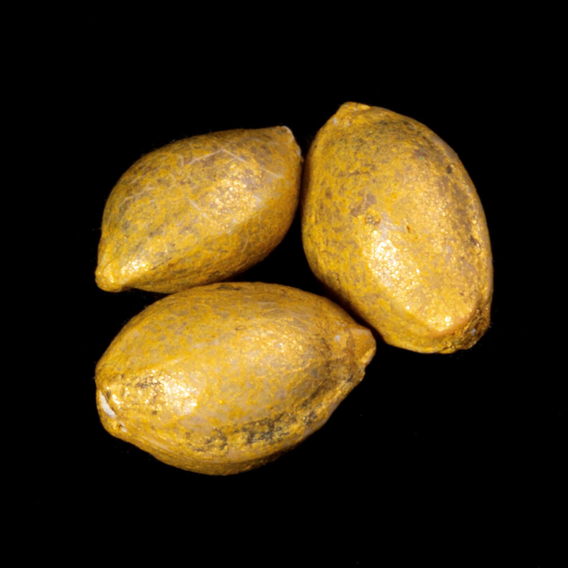 Apple Fritter Bioboost – 3+1 Seed