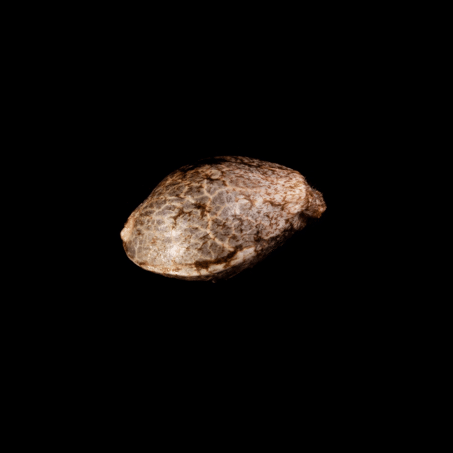 Melonade-K – 1 Seed