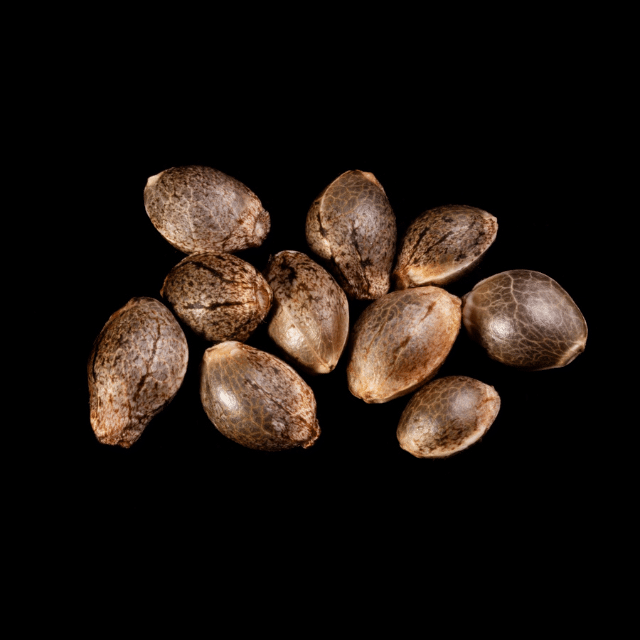 Melonade-K – 10+3 Seed