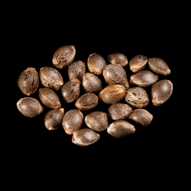Melonade-K – 25 Seed