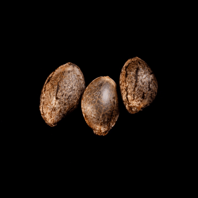 Melonade-K – 3+1 Seed