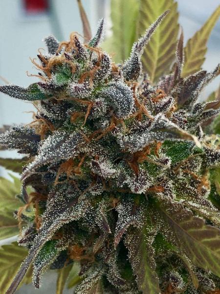 Grape Snowcone (R)