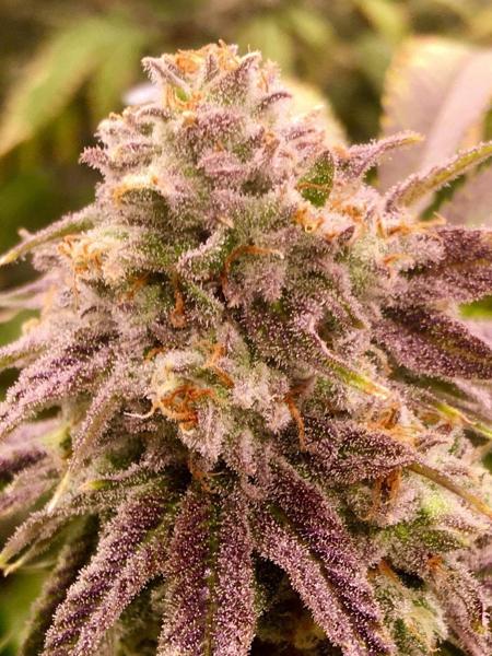 Snow White’s Cherry (R)