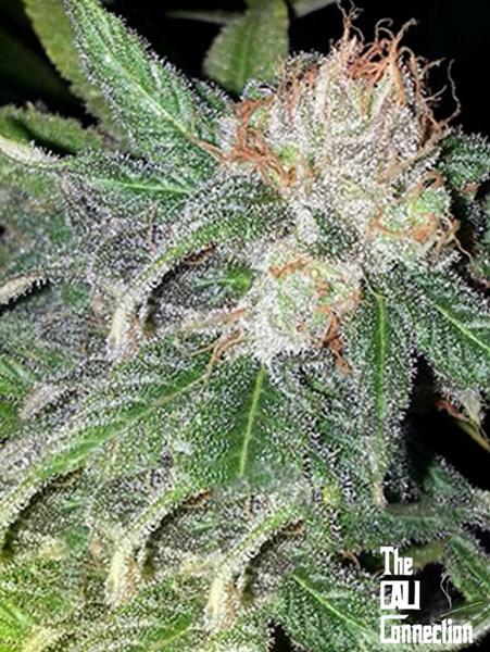 Green Crack (F)