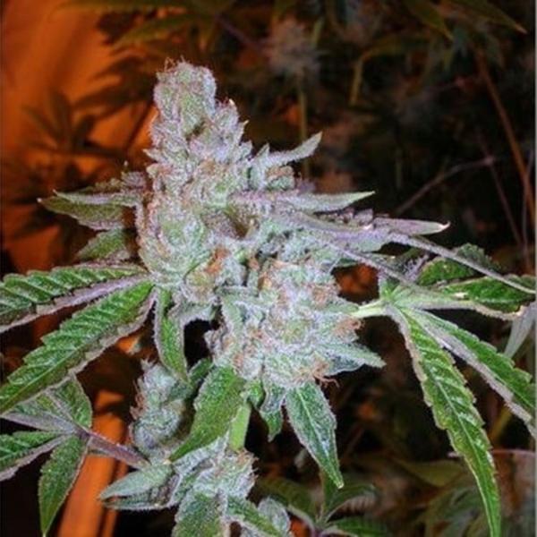 Buddha Tahoe OG (F)