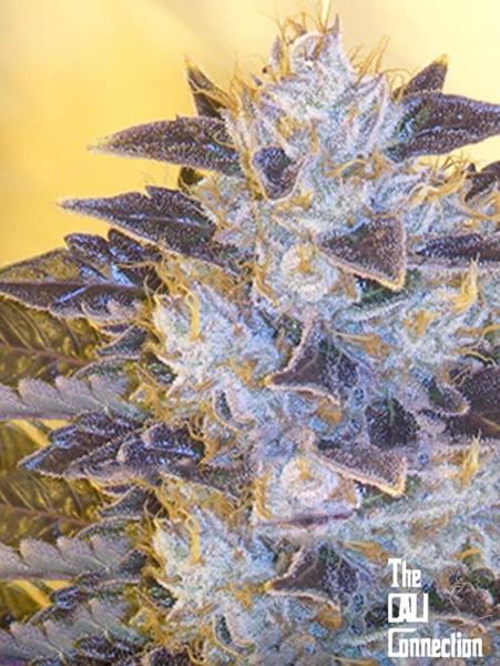 Grape OG (F)