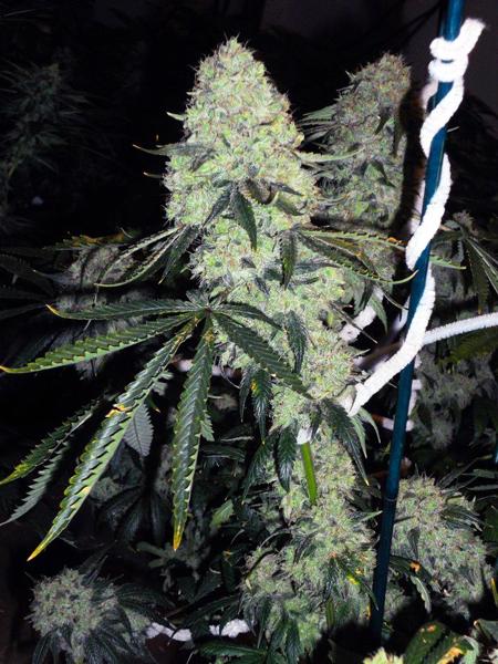 Deadhead OG (F)