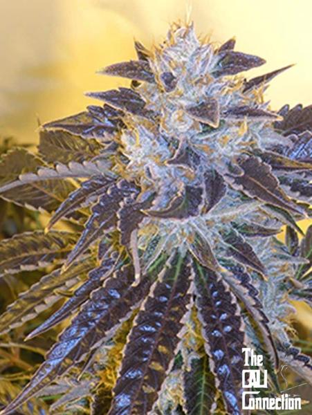Larry OG Kush (F)
