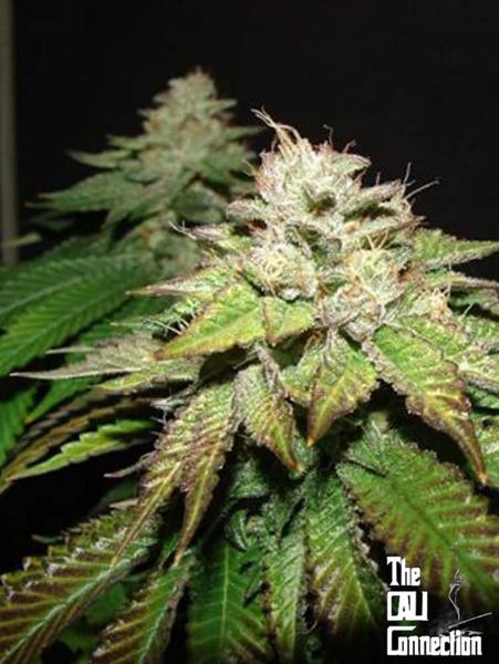 Pre98 Bubba BX2 (F)