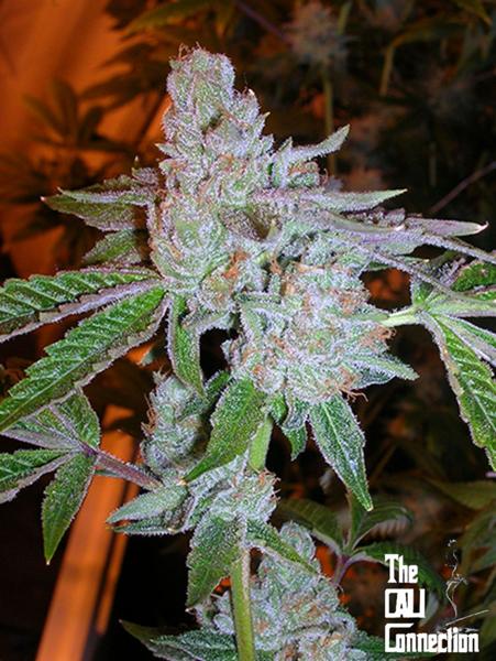 Tahoe OG Kush (F)