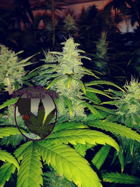 Cherry Tonic Web CBD (F)