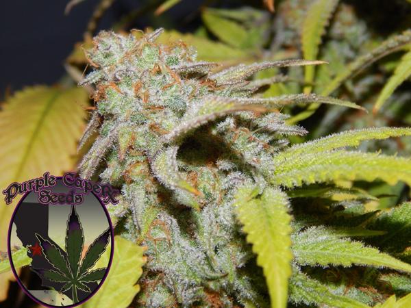 Cookie OG (F)