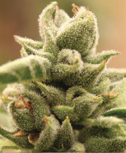 Mango Sherbert Auto