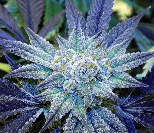 Night Terror OG (R)