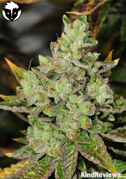 Venom OG (R)