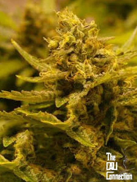 Chem 4 OG (F)