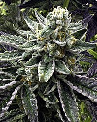 Commerce City Kush (R) [RETIRING]
