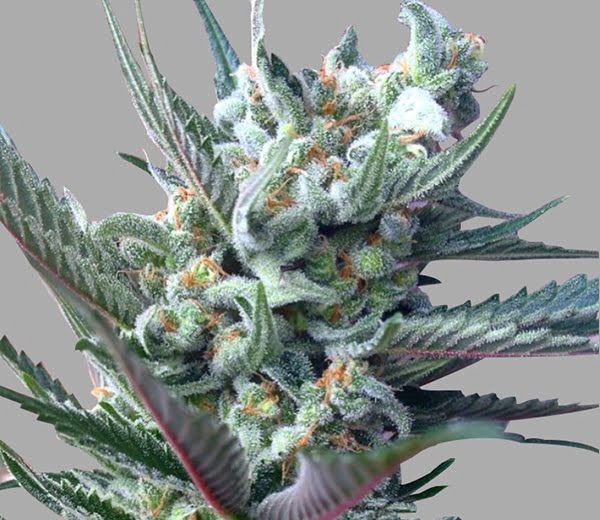 Moonshine Ghost Train [formerly Moonshine Ghost Train Haze] (F)