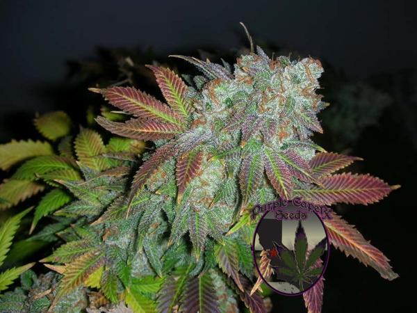 Alien Fire (F)