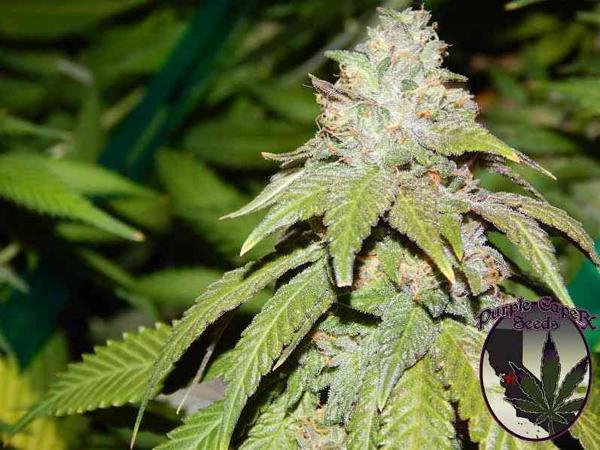Alien OG (F)