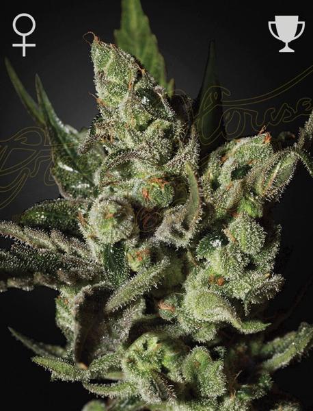 Exodus Cheese (F)