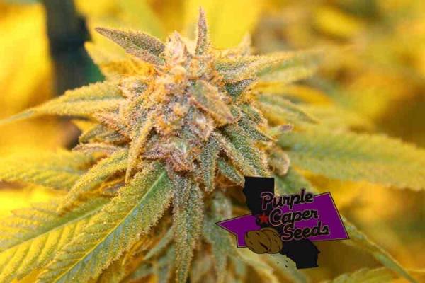 Gelato Z (F)