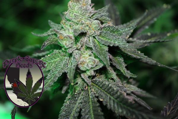 Grand Caper (F)