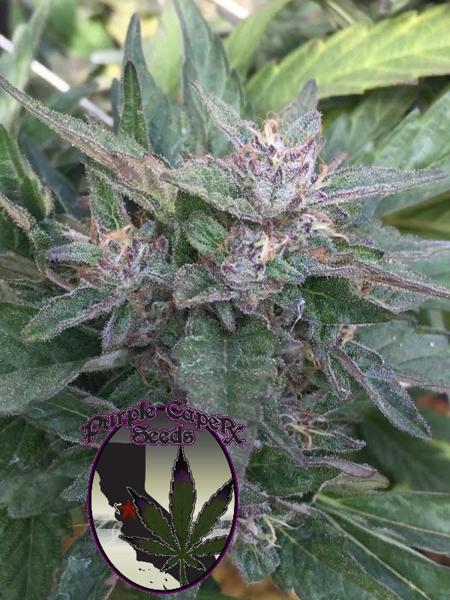 Grandaddy OG (F)