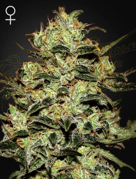 Moby Dick (F)