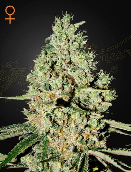 Super Critical (F)