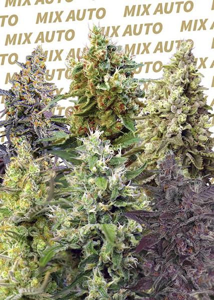 Sweet Mix Auto