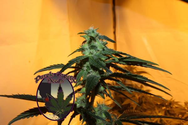 Chocolate OG (F)