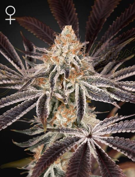 Dark Phoenix (F)