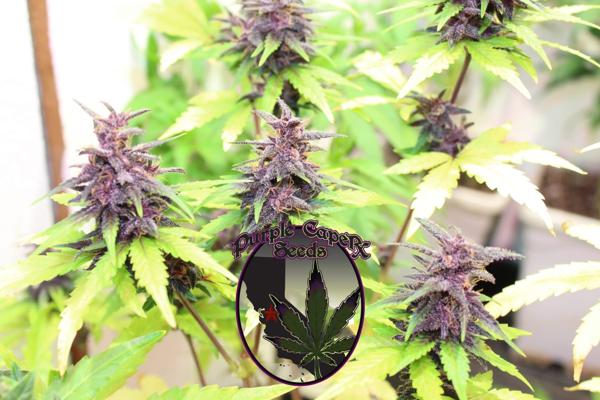 Purple Runtz Cake Auto (F)