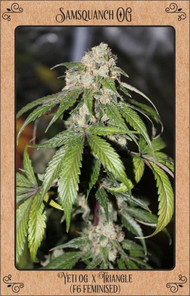 Samsquanch OG Auto