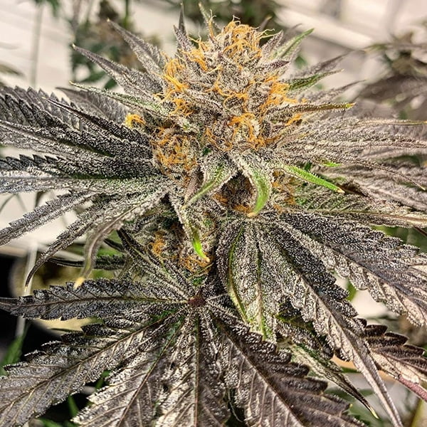 Lemon Grab (F)