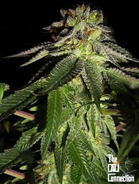 818 Headband AKA Sour OG (F)