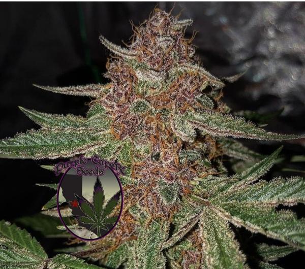 Black Runtz Cake Auto (F)