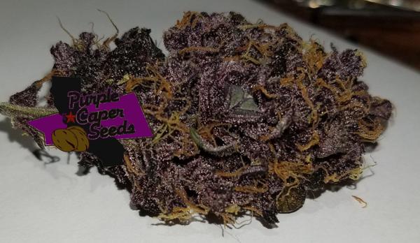 Grape Runtz Cake Auto (F)