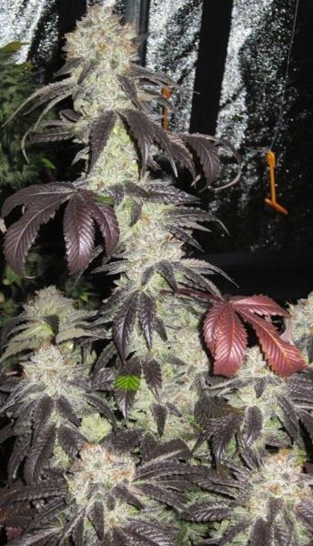 Black Kush (F)