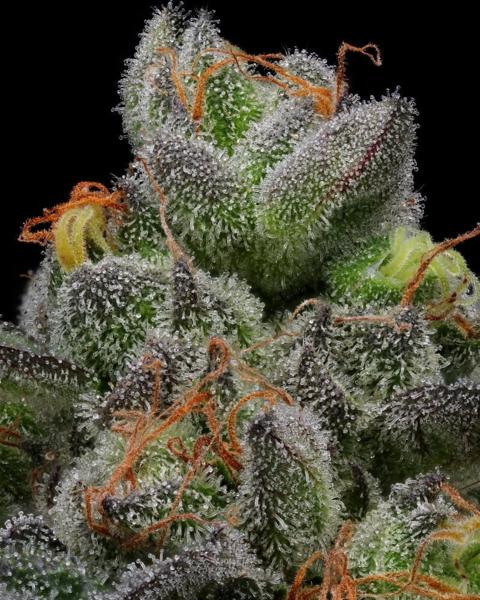Caramel Cream Auto