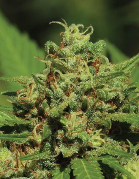 Emerald Fire OG Auto