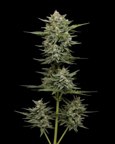 Vanilla Latte Auto