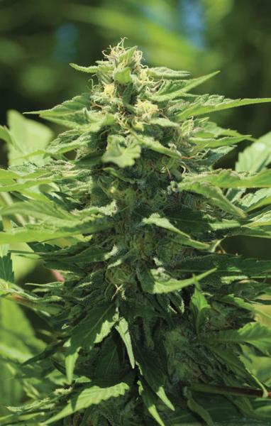 Trainwreck (F)