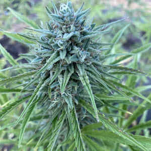 Cantaloupe Kush Auto