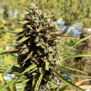 Cheese-Sus Christ Superstar Auto
