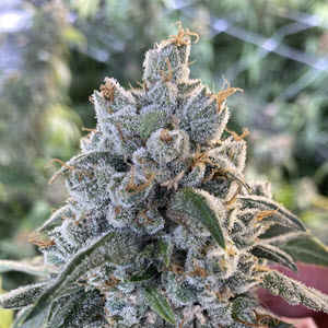 Frosted Guava Auto