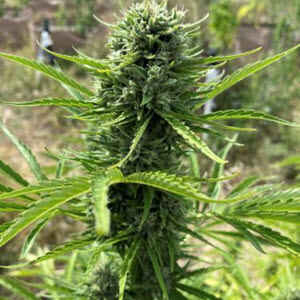 Pina Colada Auto